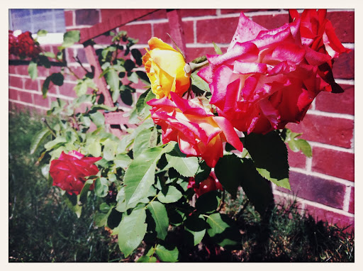 these are the pretty pretty roses…