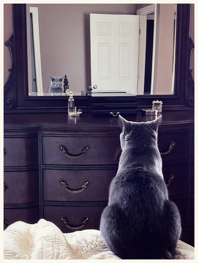 kitty at mirror