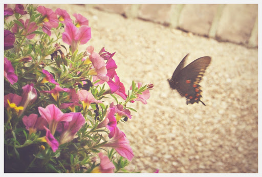 hello, visiting friend butterfly. i so envy your wings.