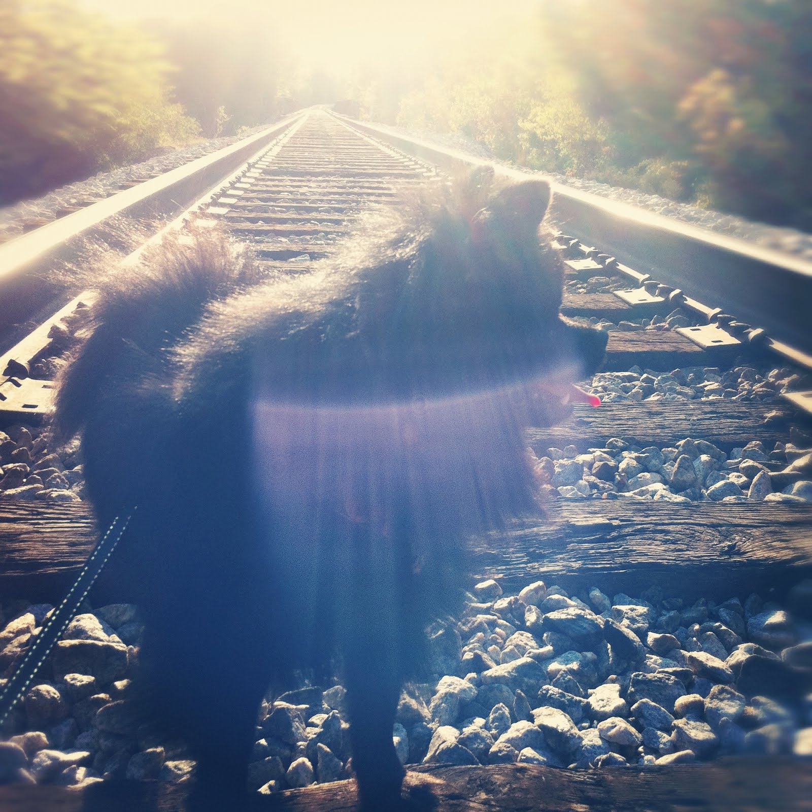 i took my fluffy to the train tracks.