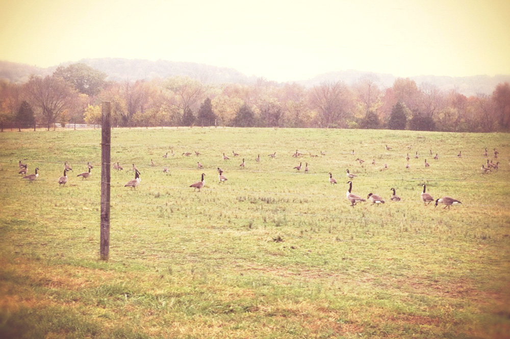 farmsitting farmhome