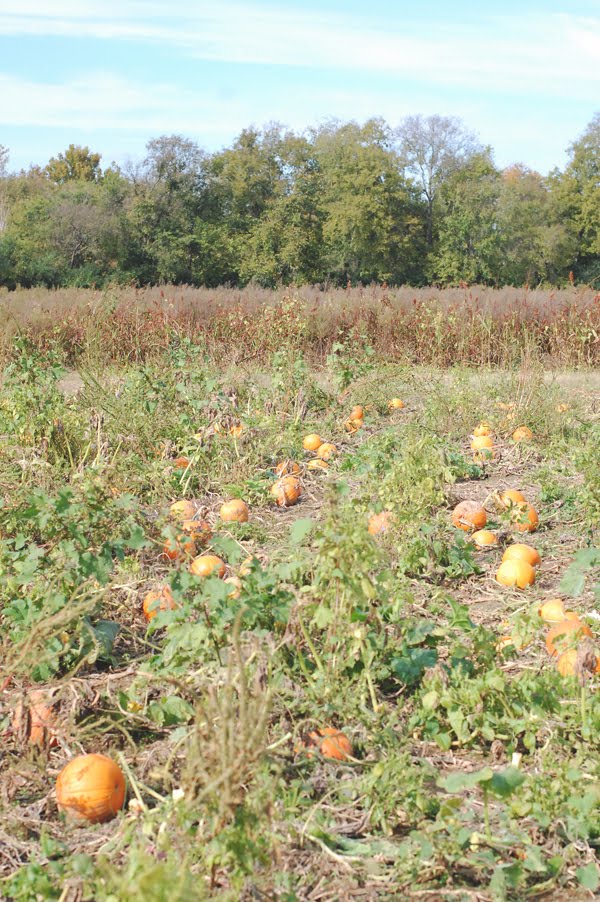 pumpkin pickin!