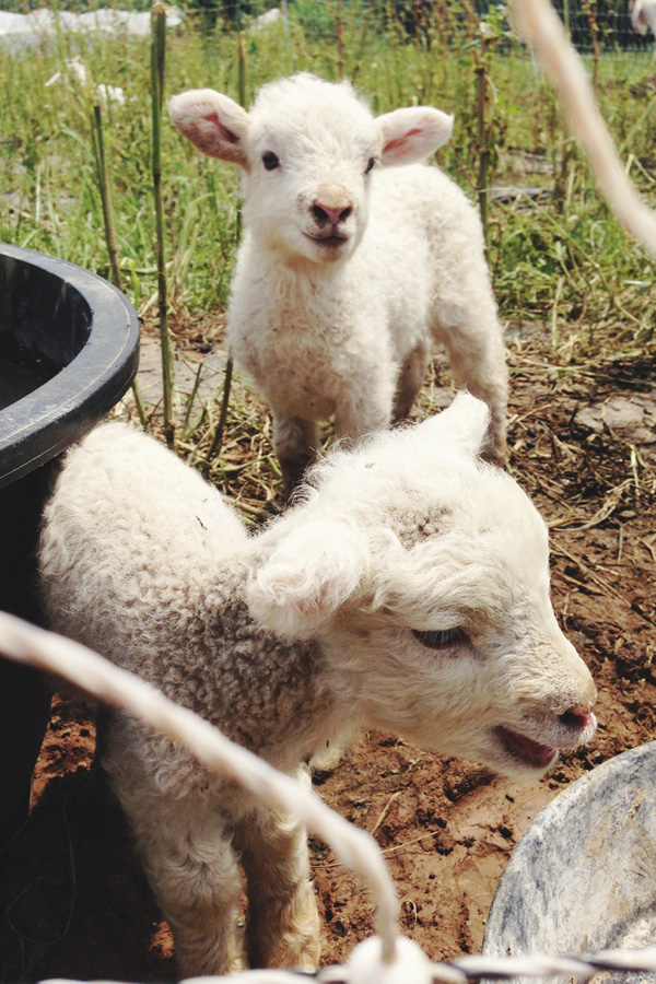 a visit to real food farms!