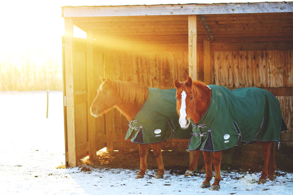 when your horse turns t-w-e-n-t-y  e-i-g-h-t !!!!