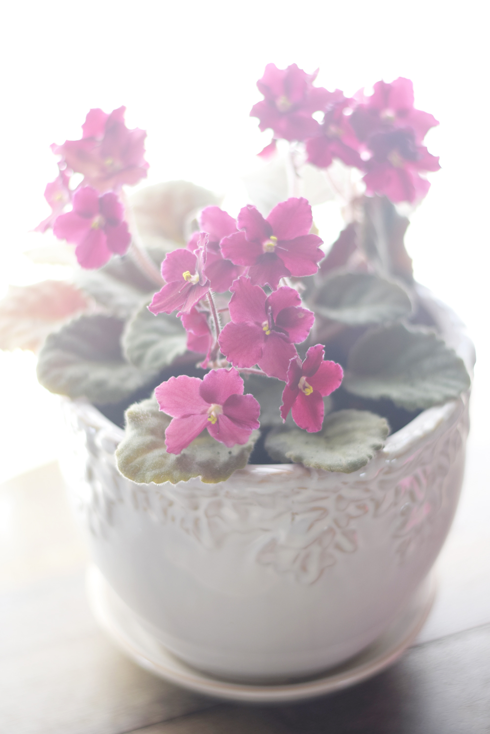 the happiest little blossoms ever + a baby herb garden!!