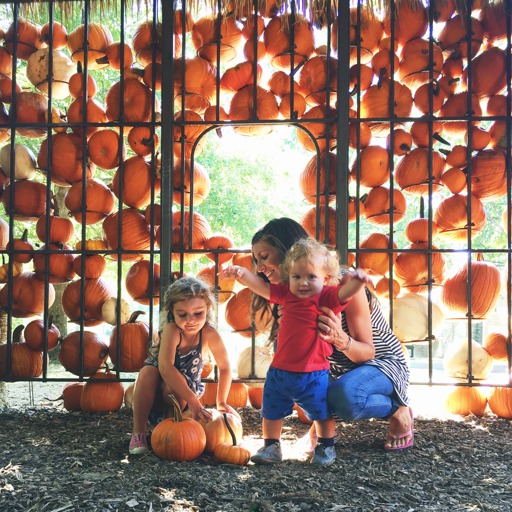 cheekwood harvest with my two little pumpkins!