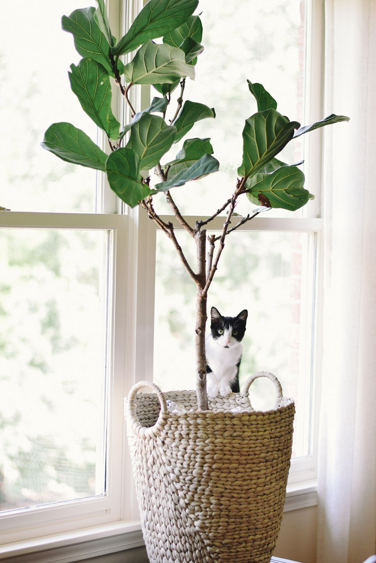 leafy the fiddle leaf fig: cat proofing, leaf rooting, and other plant struggles overcome!