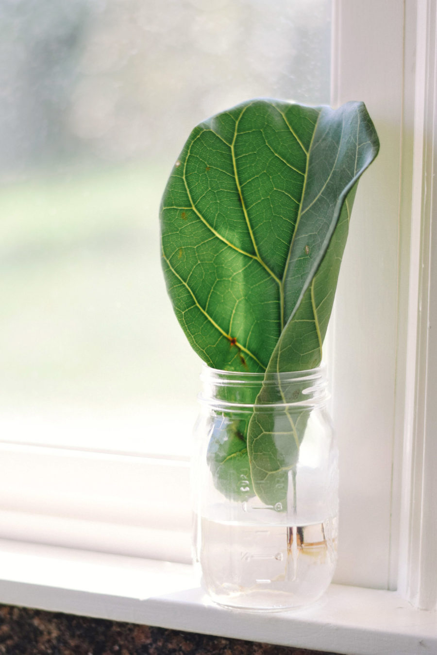 leafy the fiddle leaf fig: cat proofing, leaf rooting, and ...