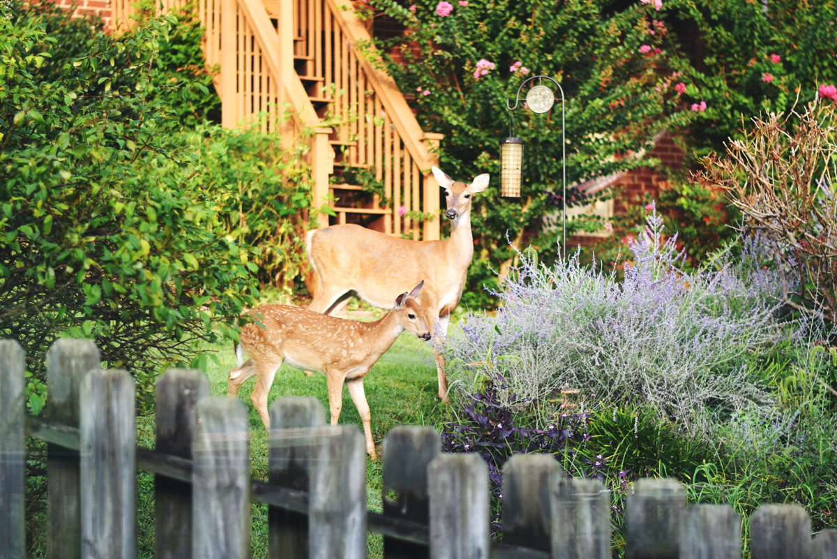 happy weekend… my deers!