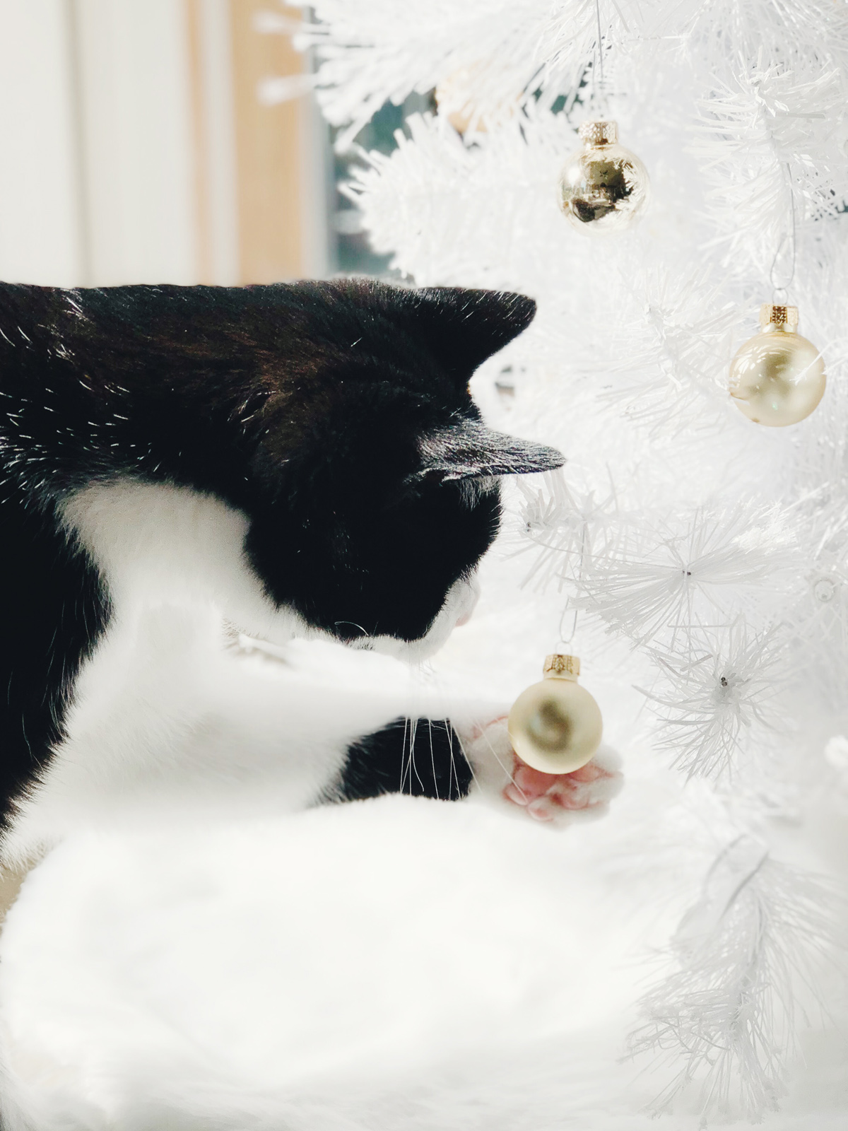 we wish you a meowy christmas…